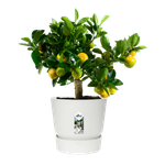 greenville rund 25cm weiss